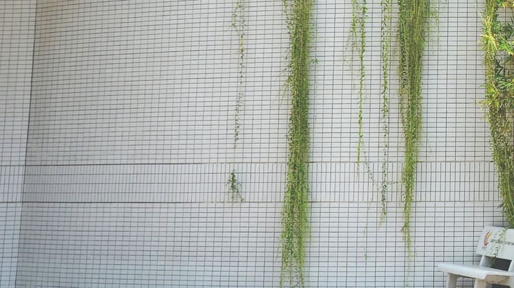 Hình ảnh thực tế của gạch PASTEL PLAIN COLOR